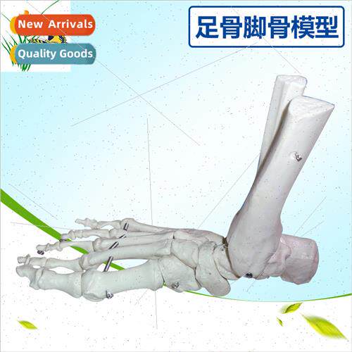 1:1 foot joint model simulation human joints functional foot