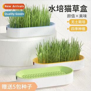 Cat grass catnip potted plants hydroponic hairball grass see