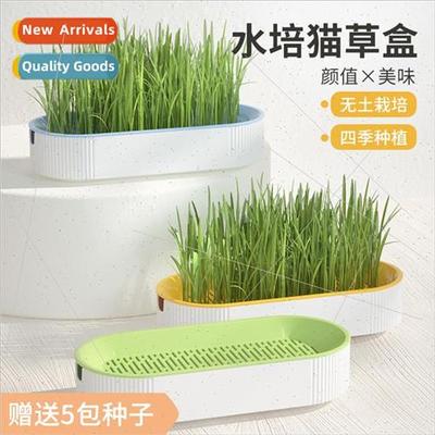 Cat grass catnip potted plants hydroponic hairball grass see