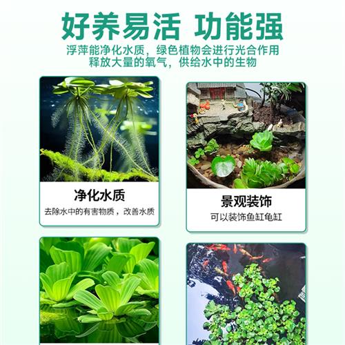 浮萍造景水草鱼缸水培植物和鱼共养水上冒泡净化水质养鱼水葫芦