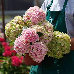 阳台大花海 花苗庭院本海魔幻花园花卉洋木绣球花蒂好养盆栽植物