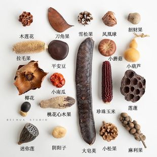 干果干花中药标本合集 手工摆件材料包diy种子植物果实收藏装饰画