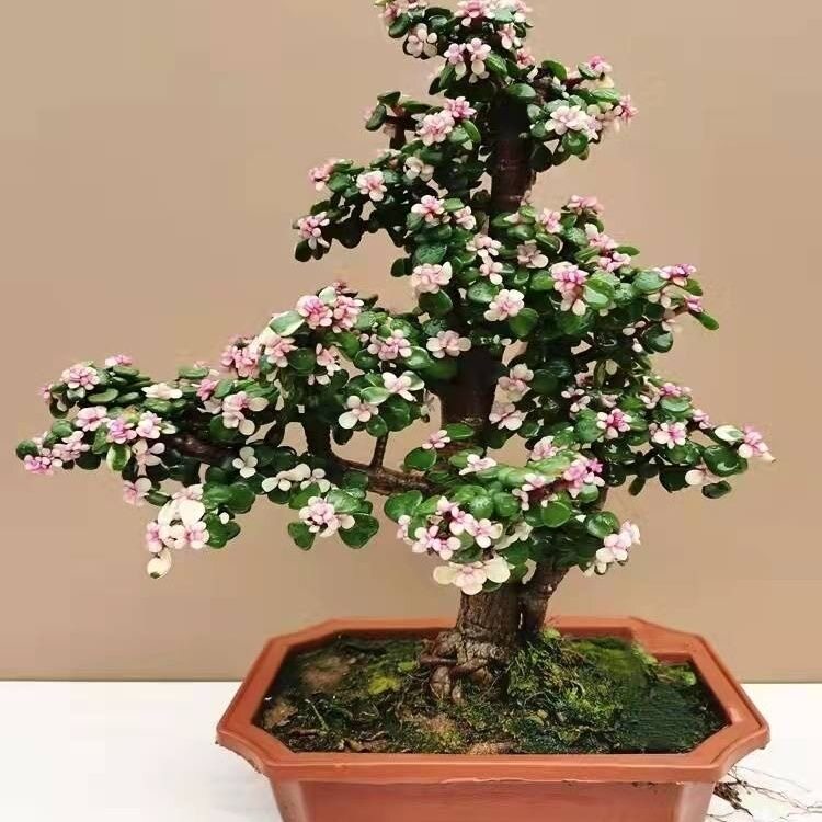 金枝玉叶盆栽老桩造型多肉盆景植物办公室内四季好养易活绿植花卉图片