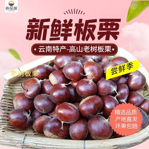 彝星源云南老品种老树板栗