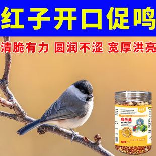 红子用营养鸟食【促开口鸣叫】学口快音准好不怯场上性提性不挑食