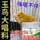 玉鸟专用粮催旺提性大唱金青鸟饲料小颗粒金丝雀芙蓉鸟提现壮膘粮