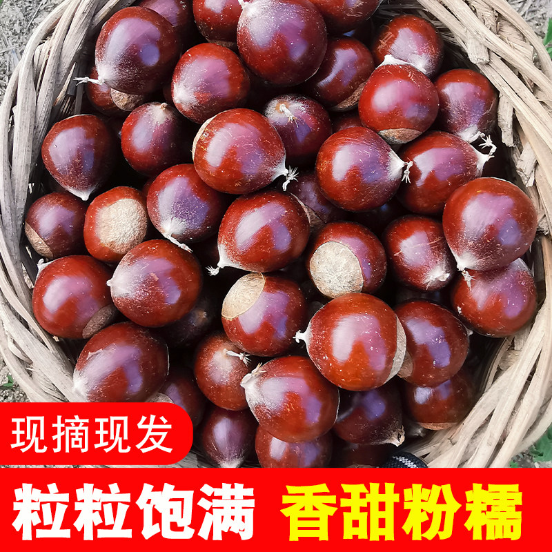 高山锥栗生新鲜福建产地直发