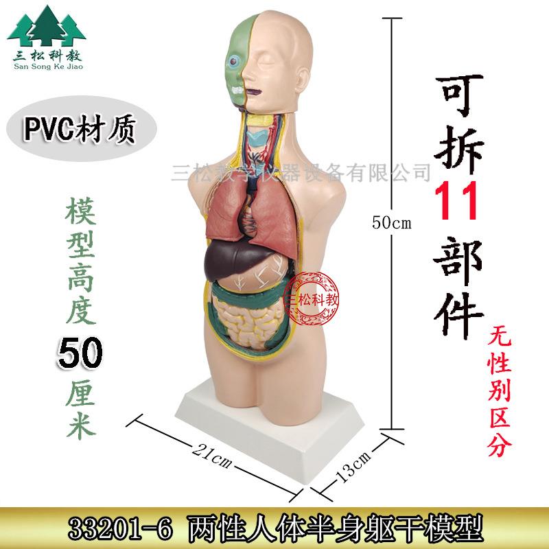 人体半身模型幼儿园发现室器材认识人体结构儿童探究模型教具