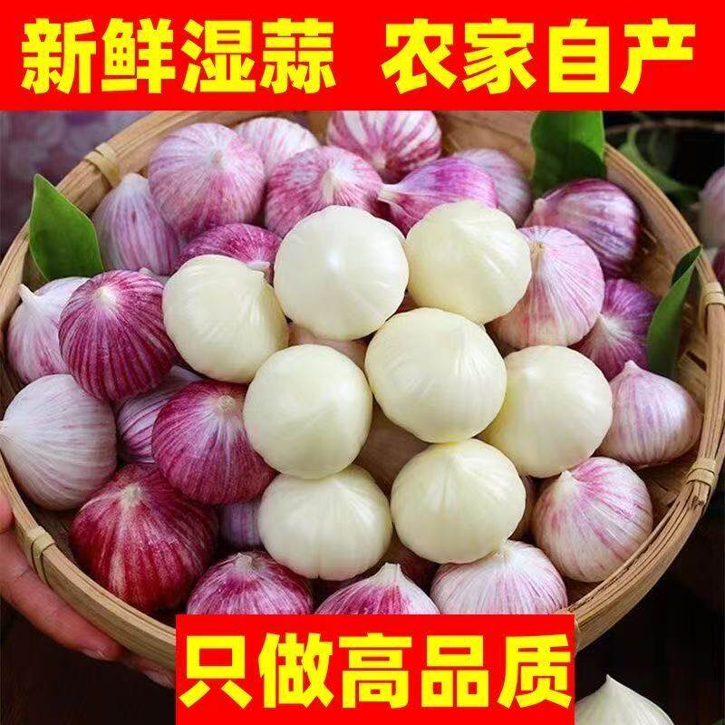 云南紫皮独蒜头新鲜辣蒜现挖现发农家蒜干大蒜头斤当季蔬菜湿