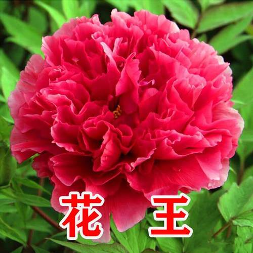 牡丹花苗盆栽花卉正宗洛阳带花苞发货缠枝重瓣耐寒耐热花卉盆栽