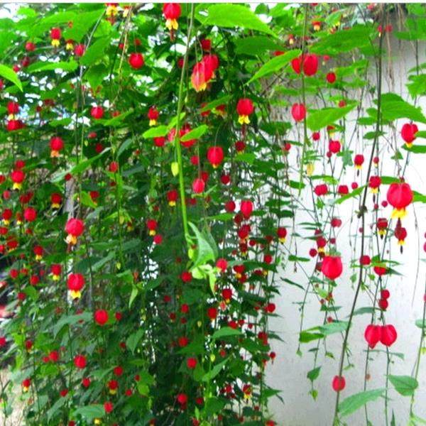 灯笼花盆栽四季开花苗爬藤植物阳台室内外倒挂金钟花卉树苗风铃花