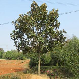 广玉兰树苗荷花玉兰花树苗庭院绿化四季常青耐寒大风景树行道树苗
