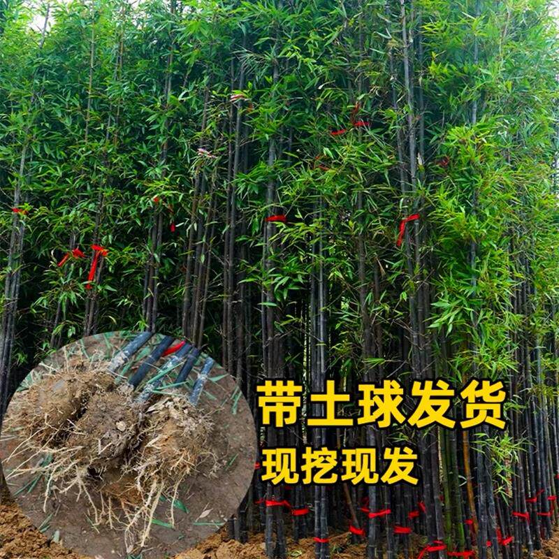 竹子苗紫竹黄金竹罗汉竹四季常青盆栽庭院植物耐寒竹南北方观赏竹