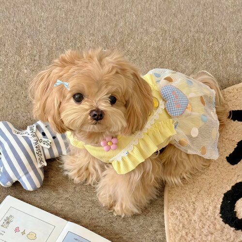 夏季薄款透气中小型犬户外裙子