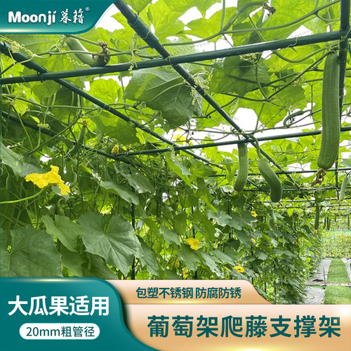 葡萄架子户外庭院黄瓜爬藤杆