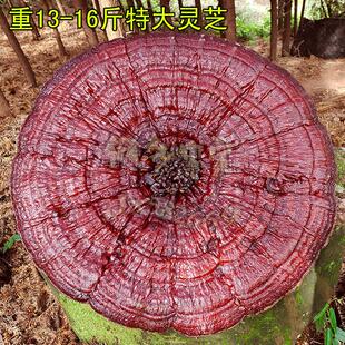 90m-1米半野生赤特灵芝大c灵芝摆件观赏盆景巨型超OPT大红灵芝干
