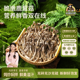 鹿茸菇干货煲汤火锅食材福建特产新鲜脆脆菇鹿茸菌 小田姑娘