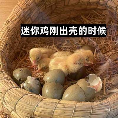 宠物鸡可孵化受精种蛋迷你网红小鸡蛋纯白瓦灰德系变异鹌鹑受精卵