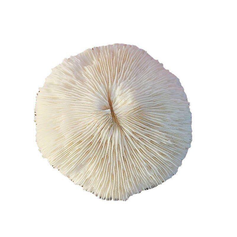天然白珊瑚圆形海菊花鱼缸造景道具装饰品摆件水晶消磁0..