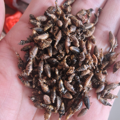 谯御堂中药材金沙牛野生正品