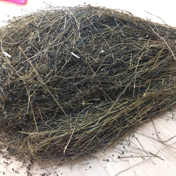 毛膏菜中药材落地珍珠草一粒金丹草陈伤子草 地下明珠草干茅膏菜