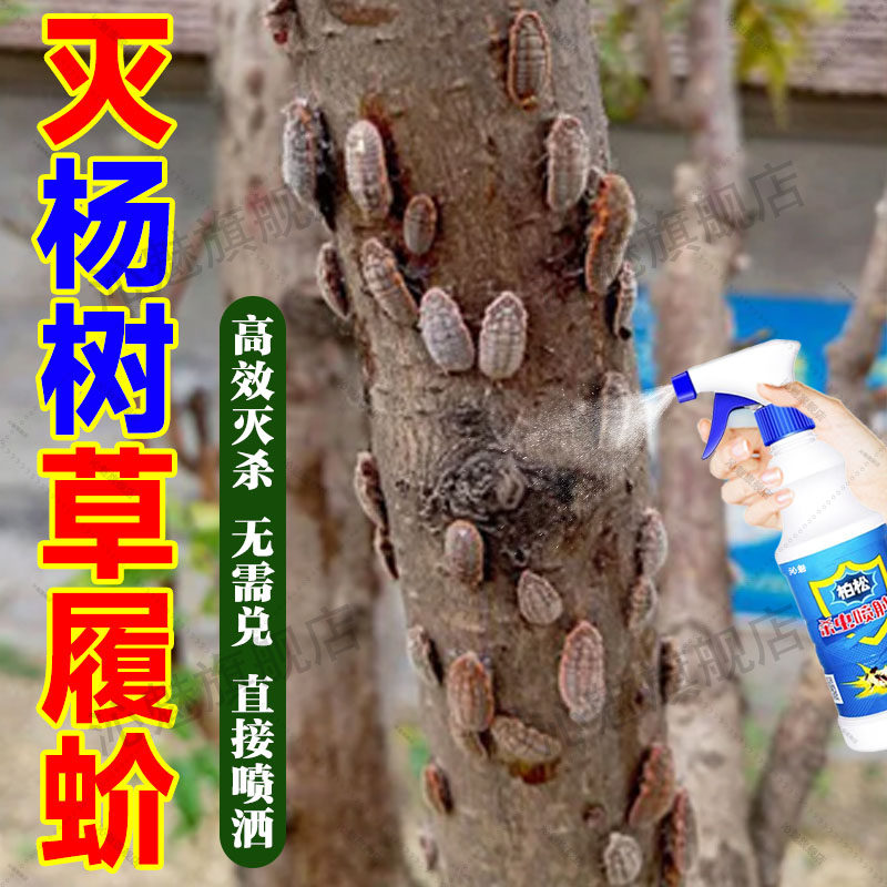杨树草履蚧专用药蚧必治杀杨树虱子草虱杀虫除花卉蚧壳虫白粉虱jq
