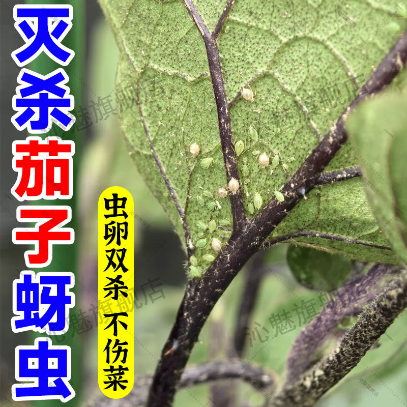 茄子蚜虫专用药非农药菜地蔬菜蓟马油虫蜜虫专用百虫灵杀虫卵粉jq