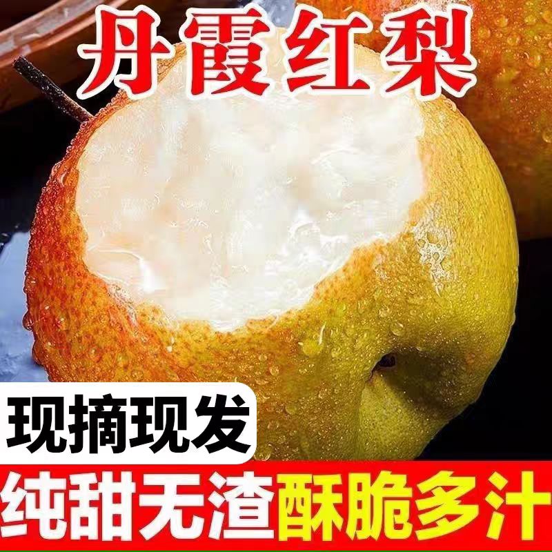 现摘山西丹霞红青皮梨子新鲜水果当季整箱包邮树熟酥梨香梨苹果梨