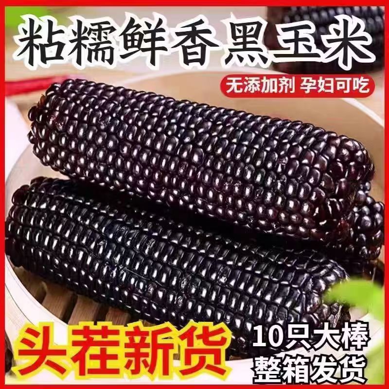 黑糯玉米东北黑玉米真空装2026新鲜加热即食大棒苞米粘玉米10棒