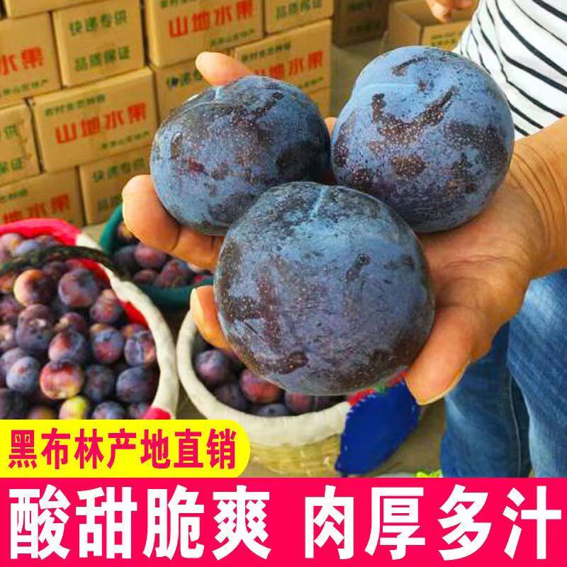 陕西黑布林大李子新鲜黑宝石恐龙蛋脆甜李子大果现摘孕妇水果李子