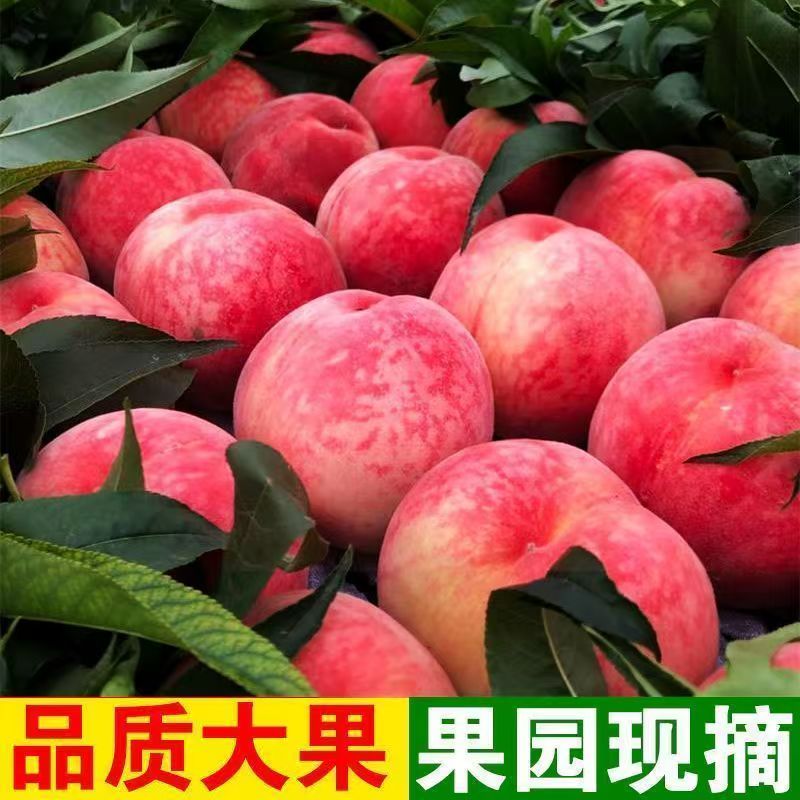正宗水蜜桃可硬吃可软吃当季新鲜现摘水果毛桃子孕妇红桃源头