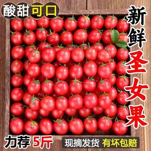 圣女果水果新鲜樱桃番茄千禧西红柿子生吃自然熟风味小番茄包邮