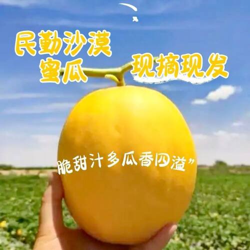 甘肃民勤蜜瓜黄皮甜瓜新鲜水果陕西金红宝整箱哈密瓜香瓜包邮黄金