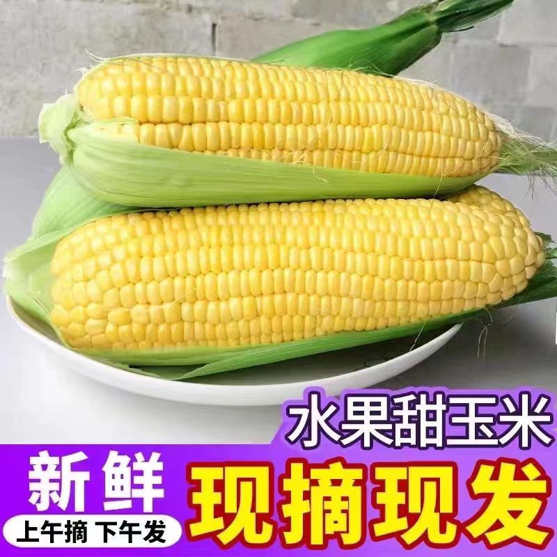 四川新鲜水果甜玉米黄玉米水果玉米现摘带皮农家生鲜代餐玉米新鲜