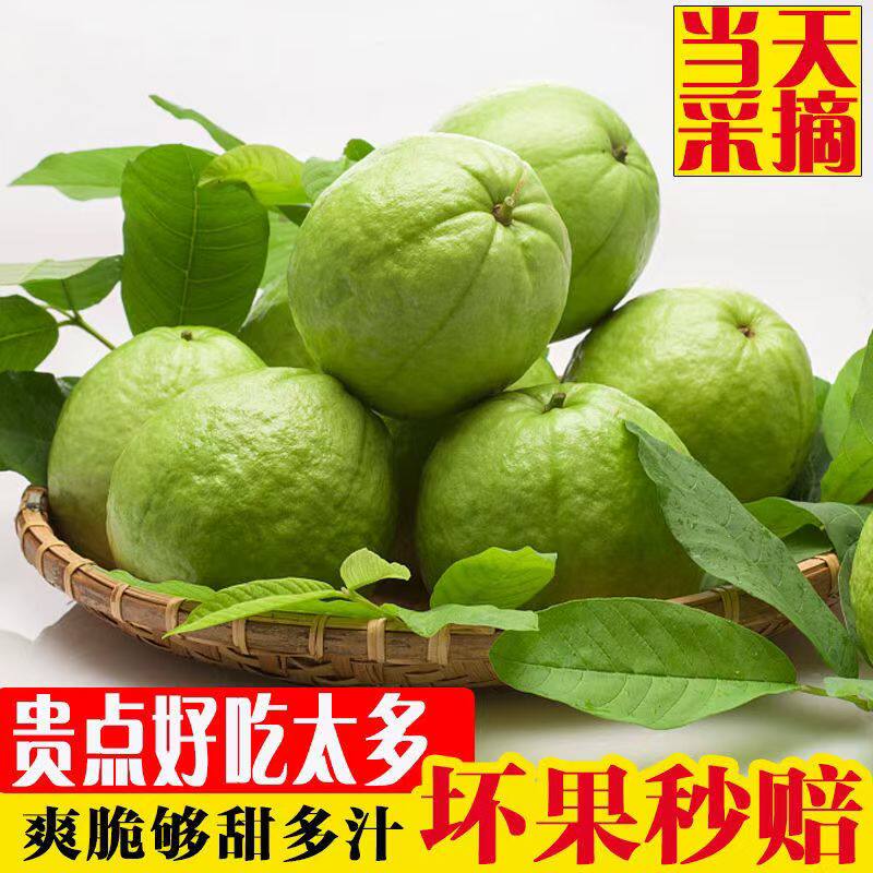 广东白心番石榴软糯芭乐果现摘孕妇水果3/5斤应季新鲜水果包邮