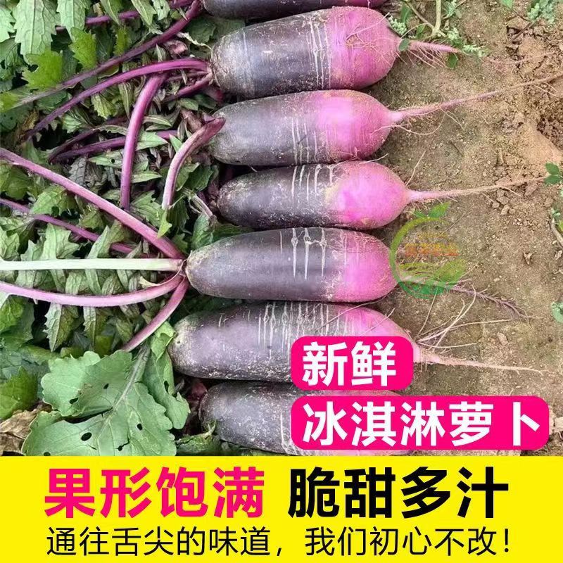 山东潍坊市冰激凌水果萝卜糖心脆甜新鲜紫皮冰淇淋不辣生吃包邮