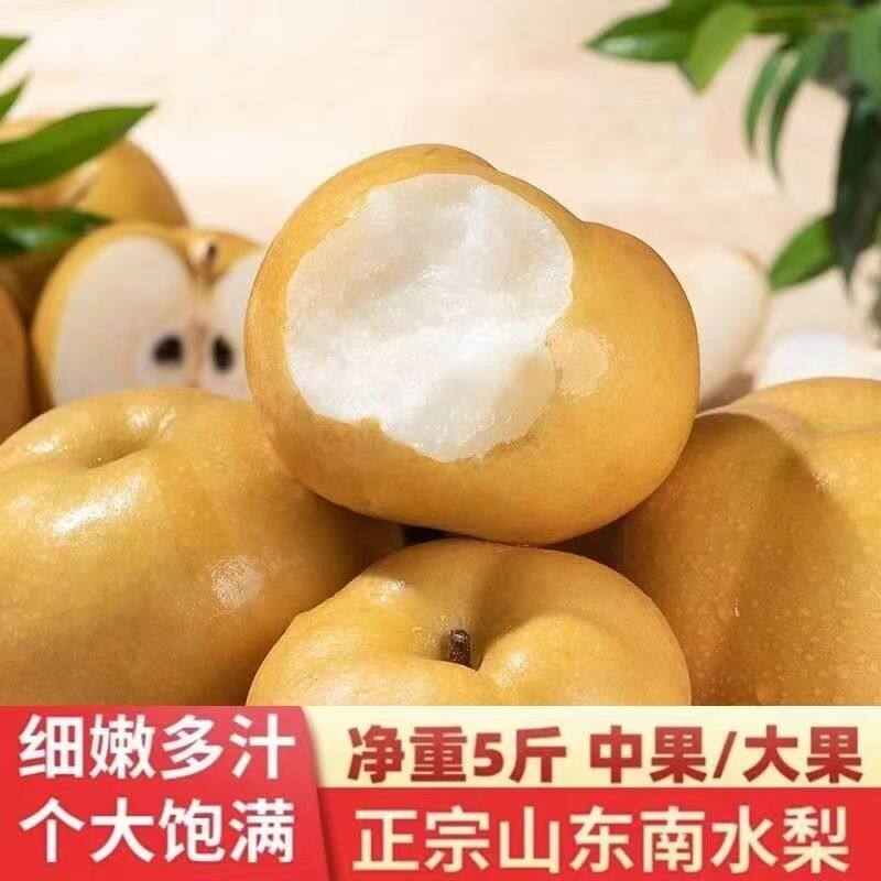 正宗莱阳南水梨应当季新鲜水果冰糖秋梨皮薄汁多香甜可口冰糖雪梨