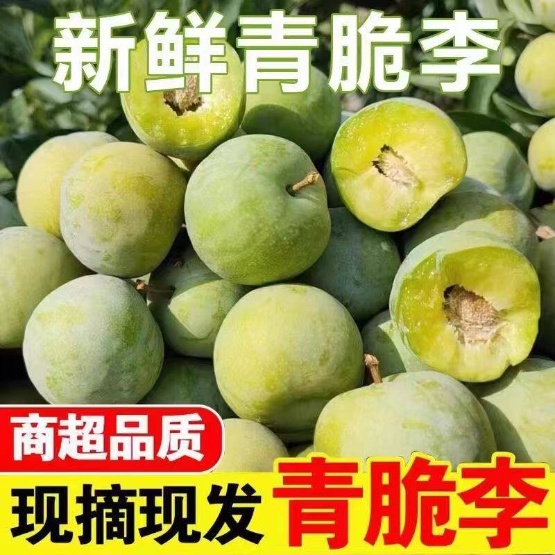 四川青脆脆李清脆李子脱骨李5斤产地直发新鲜应季人工采摘当季