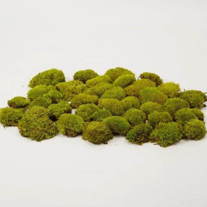 新款直销白发藓真苔藓微景观花材DIY永生花背景墙家庭装饰