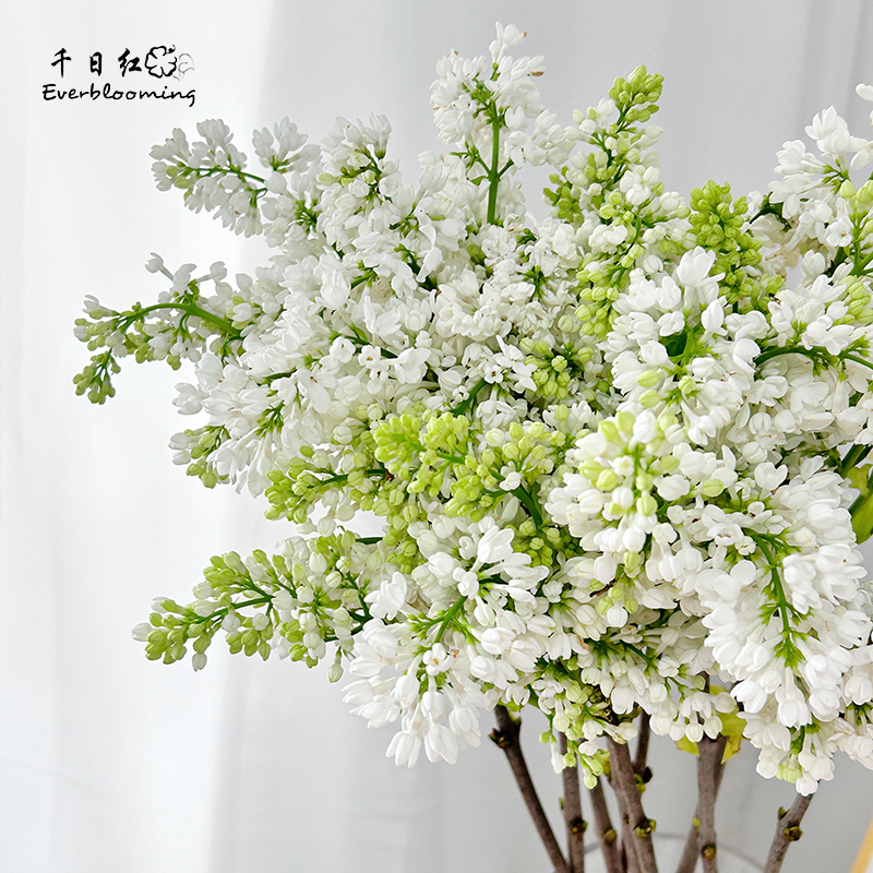 千日红 进口丁香花淡雅香味高端鲜花水培家庭婚礼北京同城顺丰