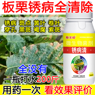 板栗锈病杀菌剂板栗锈病专用药微生物肥料抑菌杀菌蔬菜果树锈病肥
