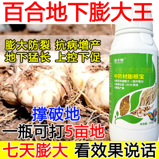 百合膨大素百合膨大增产叶面肥中药材增产肥料膨大根茎生根壮苗肥