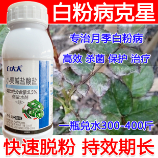 白粉病专用药月季 月季 白粉病杀菌剂专治白粉病白粉一喷净不伤花果