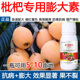 枇杷膨大素枇杷专用膨大剂催花着色美果膨大增产增收防落叶面肥