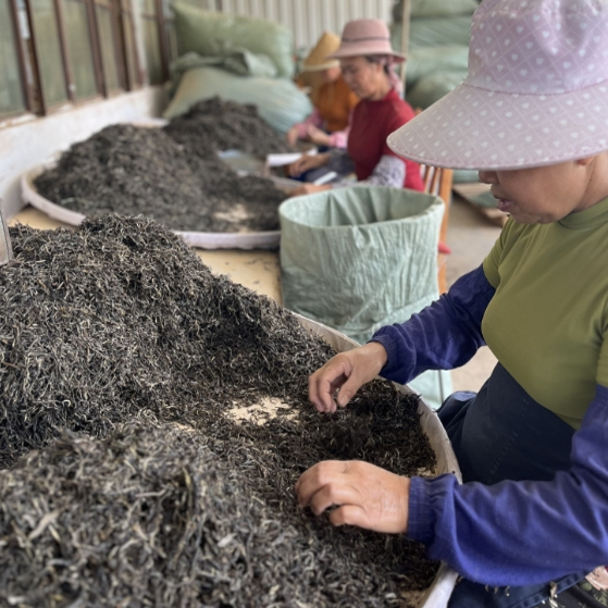 2024年 麻黑古树散茶 普洱生茶 500克