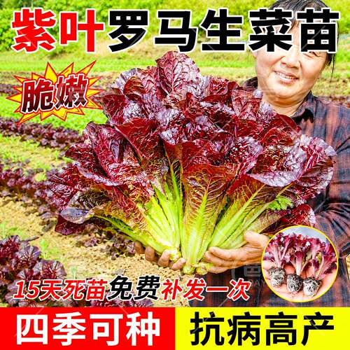 各种生菜苗带土包成活盆栽地栽