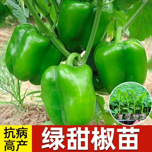 彩色绿甜椒辣椒苗四季阳台盆栽