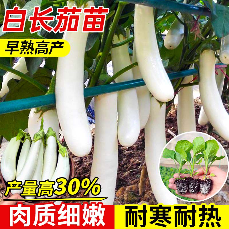 甜糯白玉长茄子秧苗带土球绿长茄紫黑长茄线茄竹丝茄种子四季盆栽