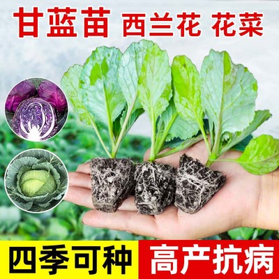 耐热紫甘蓝苗秧苗牛心羽衣孢子大包头菜苗西蓝花松花菜秋冬菜苗