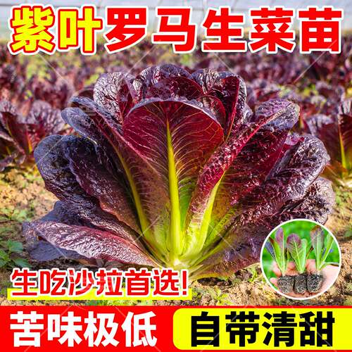 紫孔雀菜罗马生菜苗带土速生水培